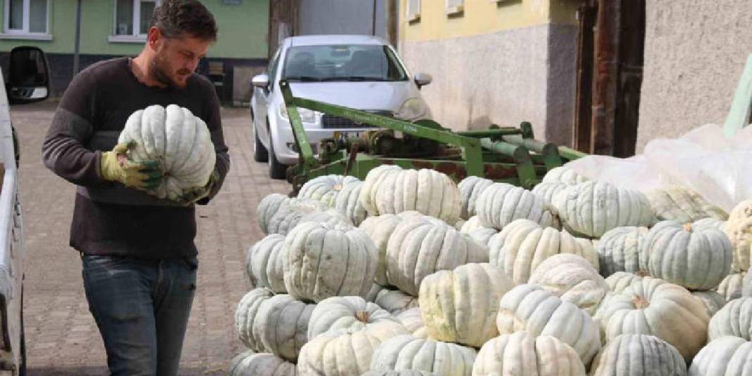 Ata tohumundan üretiliyor, lezzeti herkesçe biliniyor! Eskişehir’in dillere destan balkabağı: 20 liradan satılacak 6